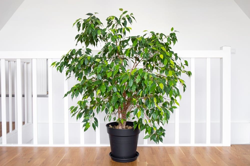houseplant Ficus benjamina, commonly known as weeping fig, benjamin fig or ficus tree