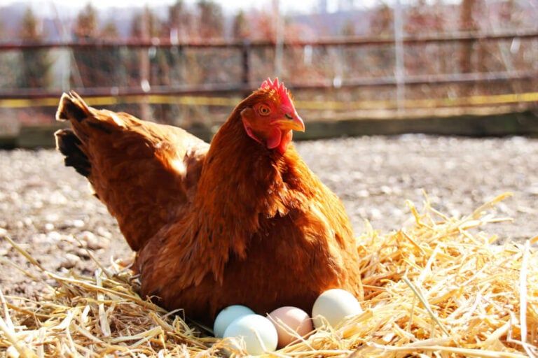 lovely farmyard hen sitting on her fluffy nest with many fresh eggs