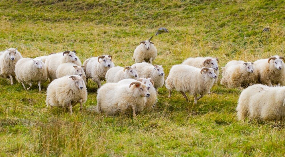 lovely icelandic sheep herd grazing in the natural mountain meadow