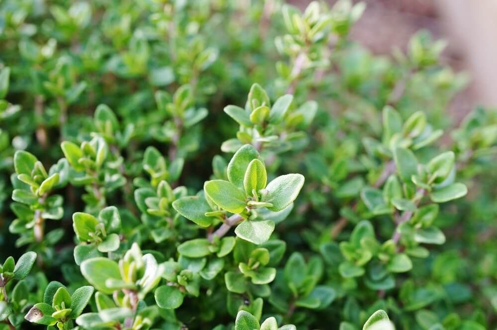 lovely lush green thyme plant growing in the garden
