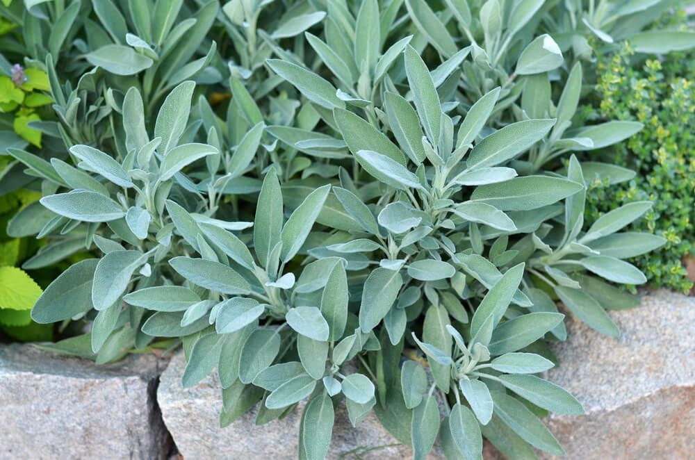 lovely sage plant growing in a small rockery herb garden