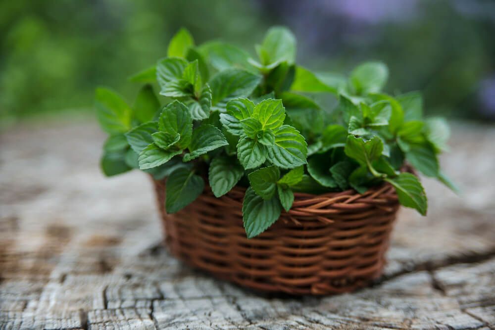 lush mint plant growing in small basket on natural wooden picnic table