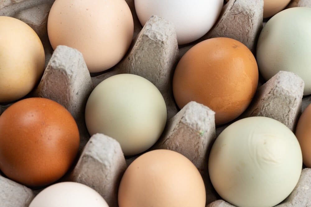 mixed blue brown and white farm fresh eggs in carton