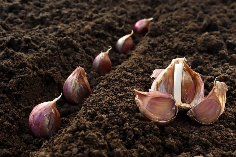 planting several garlic cloves directly in the fertile garden soil