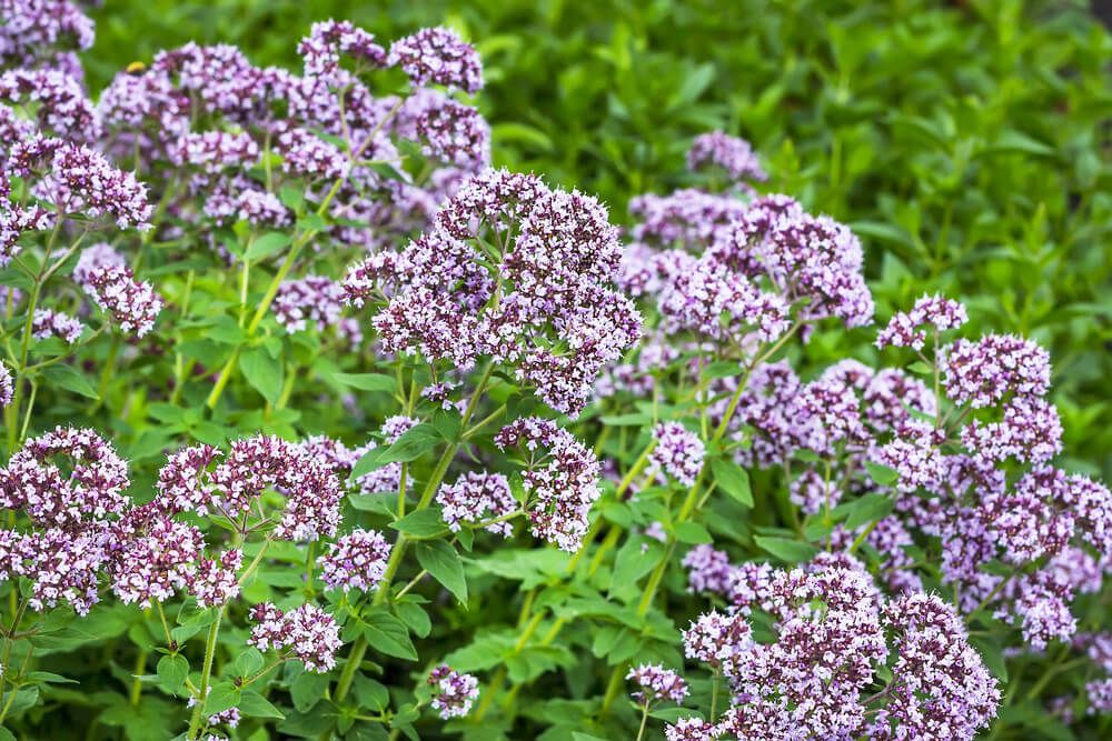 purple and violet oregano plant with lovely flowers growing in a field
