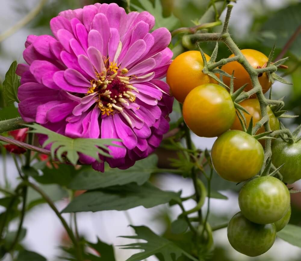 purple lilac zinnia flower growing with sungold cherry tomato plants