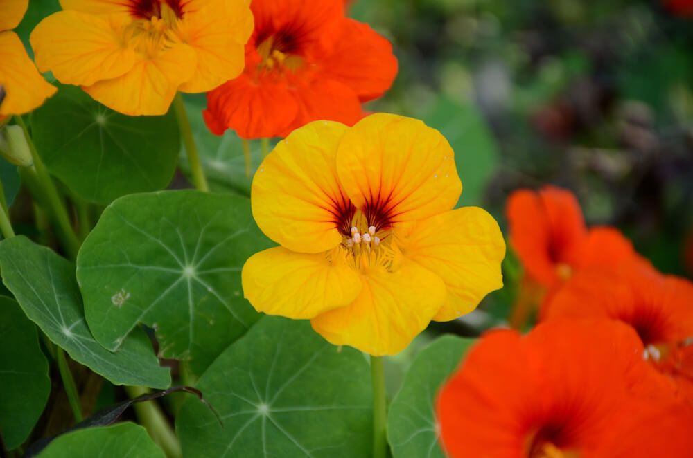 radiant yellow orange nasturtium flowers with lush green leaves growing in the garden