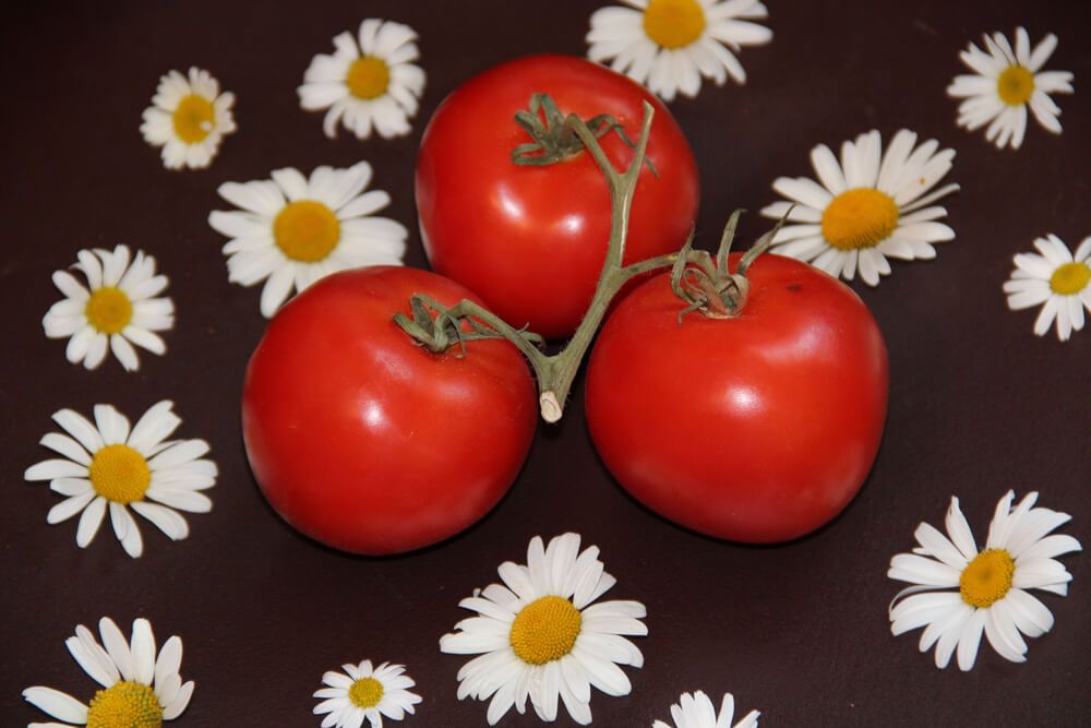 red ripe tomatoes and lovely white chamomile flowers from the garden