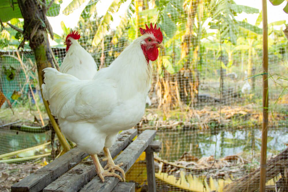 rhode island white chicken enjoying a relaxed free range lifestyle on an organic farm
