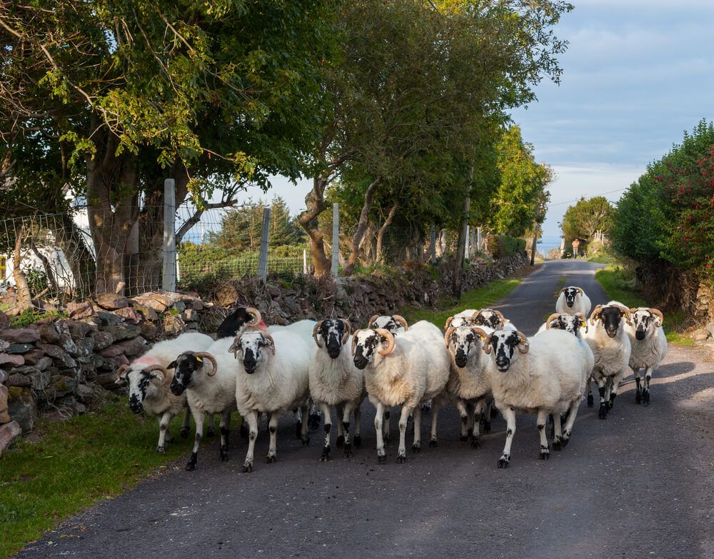 small sheep herd exploring rural countryside road