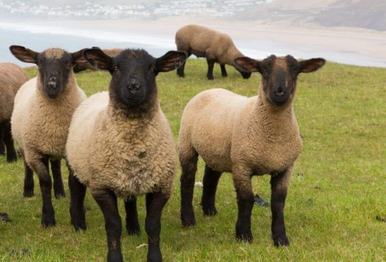 7 Best Meat Sheep Breeds for Your Homestead | Delicious Lamb and Mutton