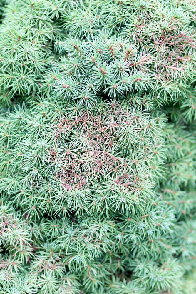 spruce spider mites damaging the leaves of a spruce conica