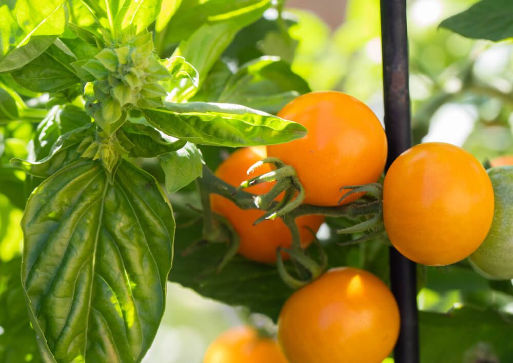 sungold tomatoes and basil companion planting in the garden