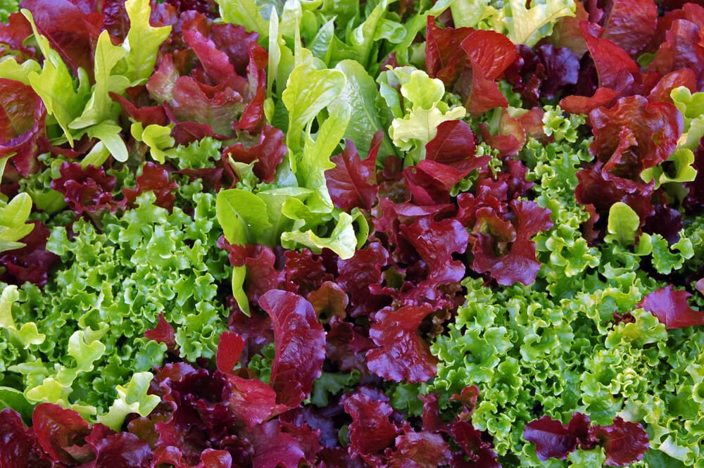 tasty green and red lettuce ready for a homemade sandwich or salad