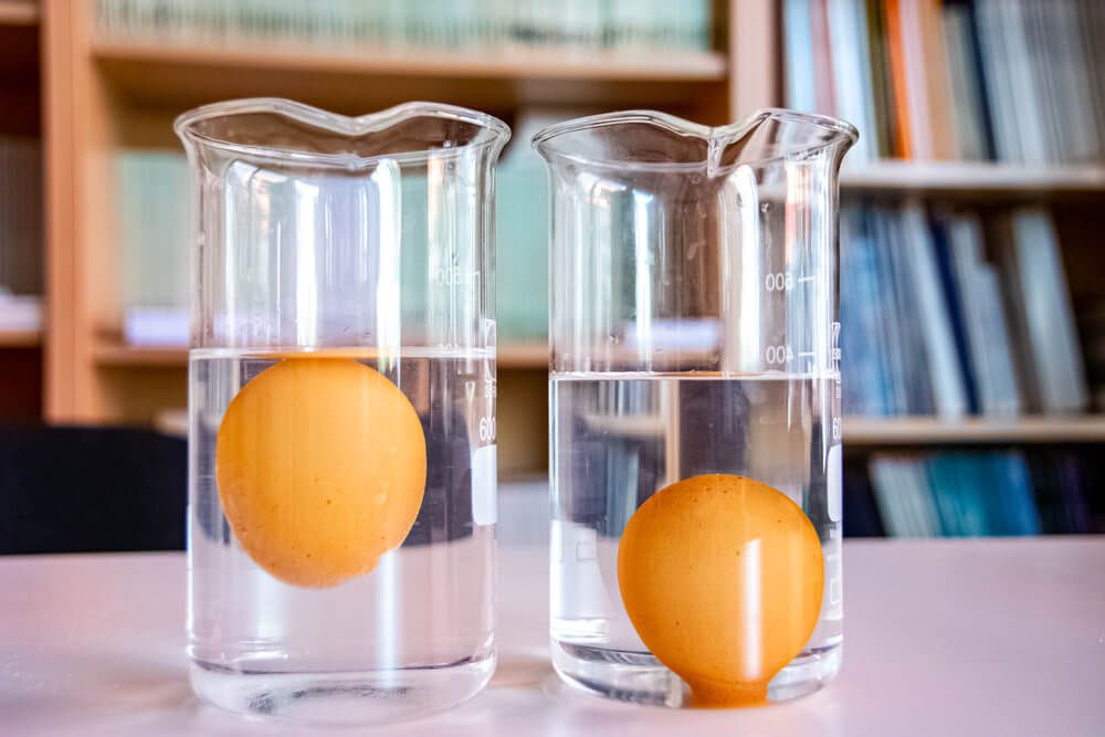 testing chicken egg freshness by dunking them in water beakers