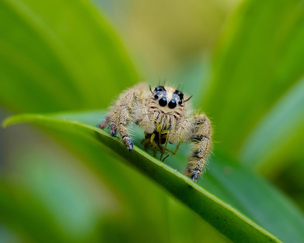 thick and furry jumping spider hunting in the garden