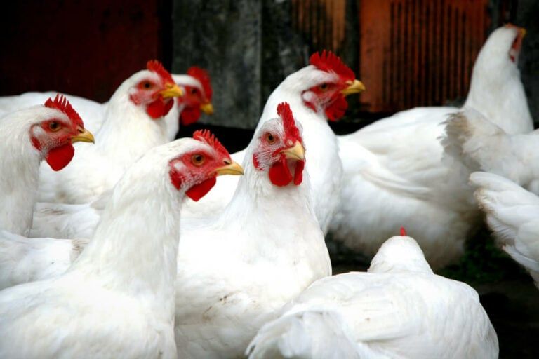 Our Big List of Solid White Chicken Breeds | Leghorns, Sultans, and More!