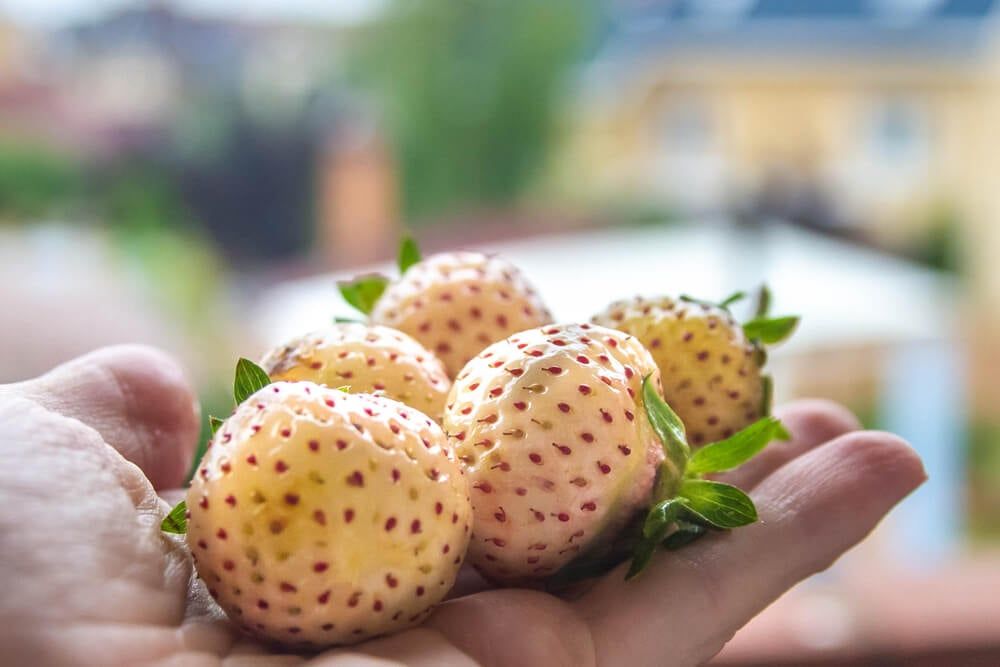 thick and juicy pineberries fresh from the food forest garden
