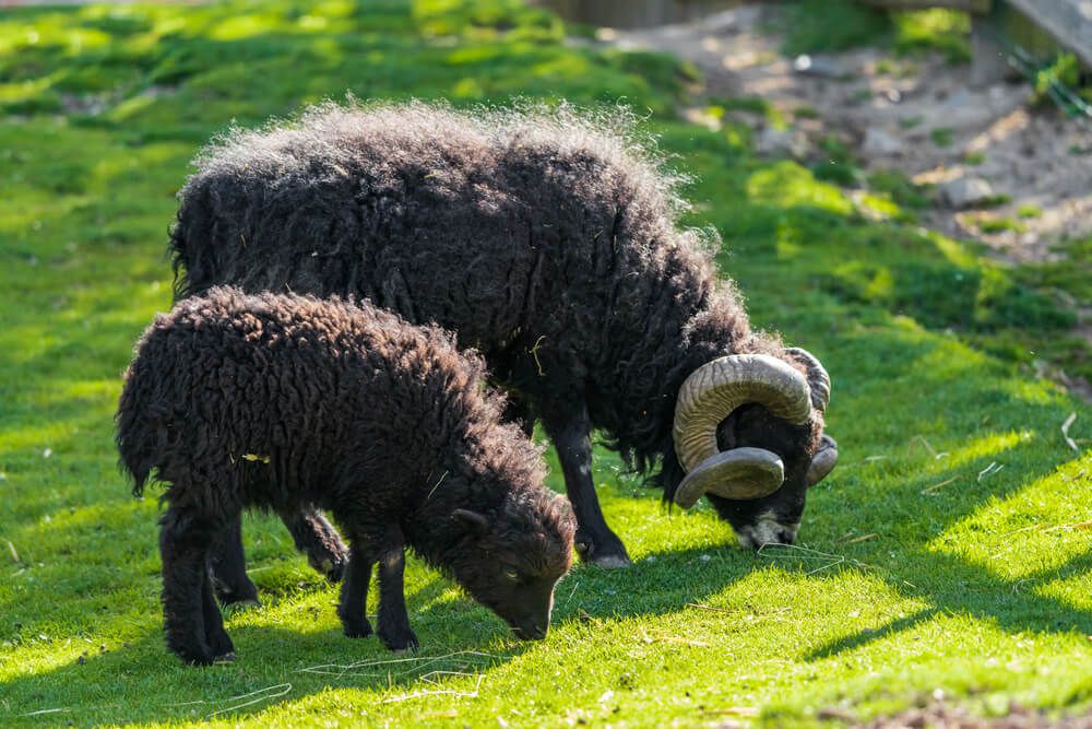 two black ushant sheep foraging on a small farm