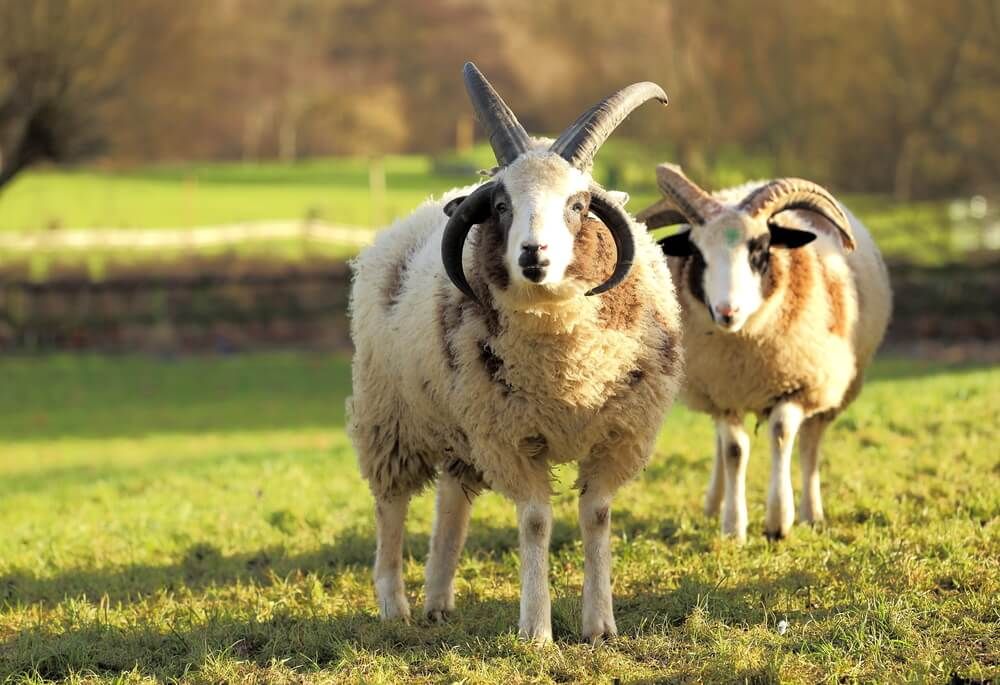 two mightily horned jacob sheep standing in a field