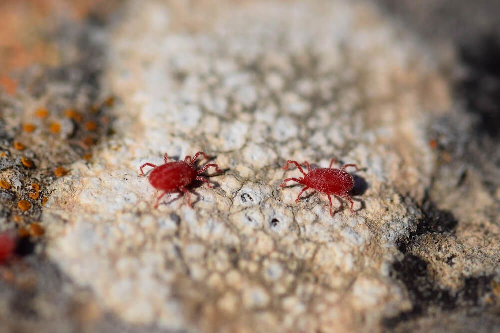 two tetranychus urticae or two spotted spider mites
