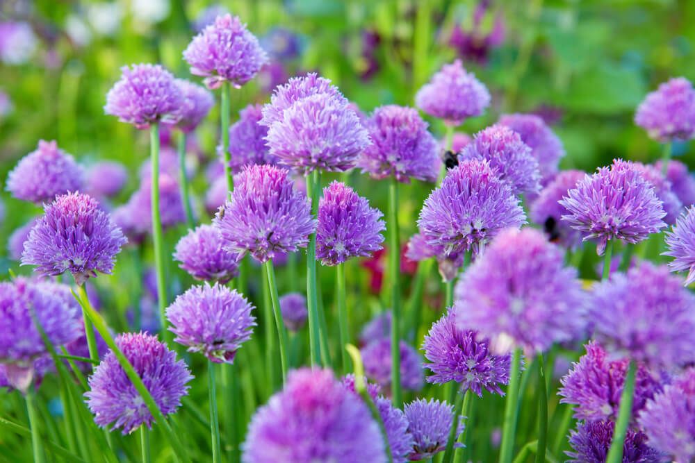 vibrant chive plant flowers in full bloom
