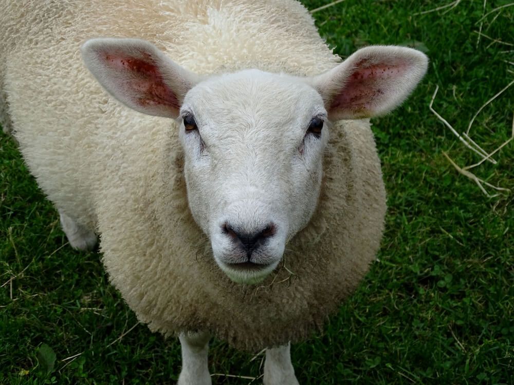 white cheviot sheep posing for the camera