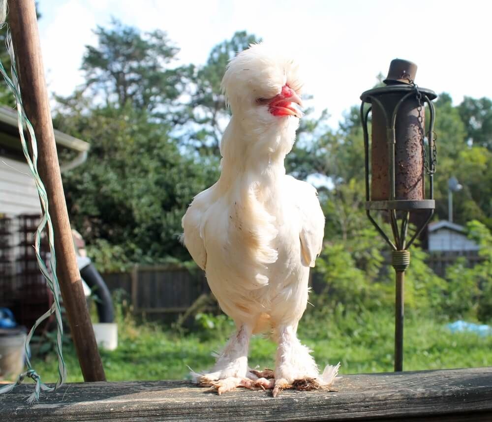 white sultan chicken showing off beautiful and fluffy feathers