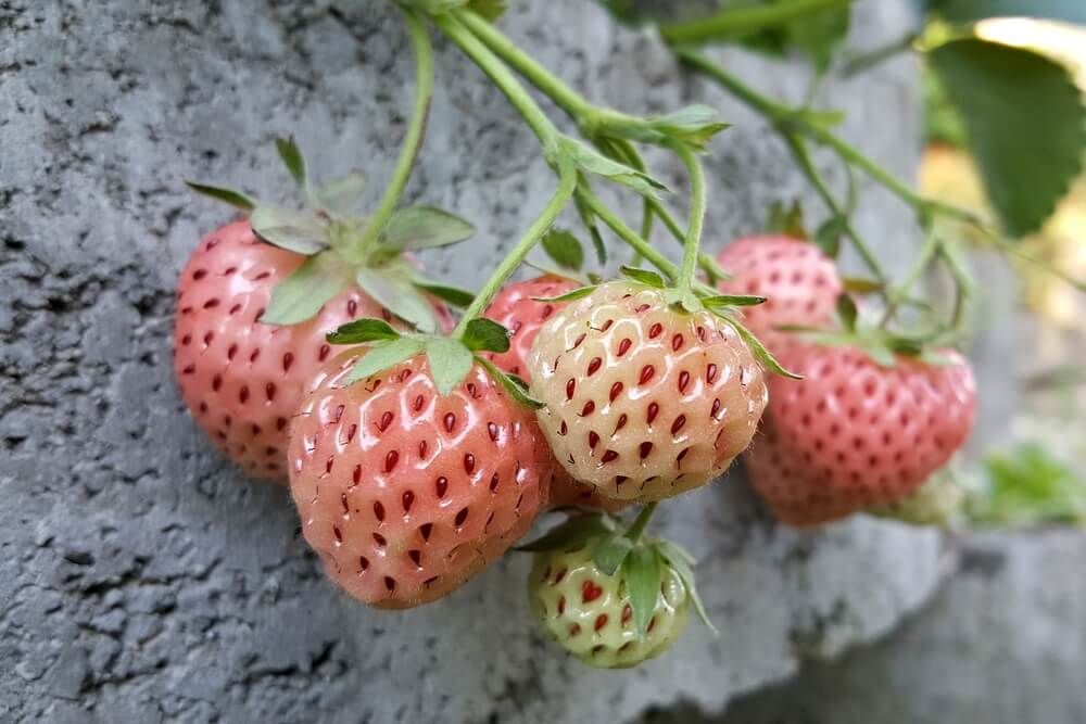 yummy and fresh pineberries growing in the garden