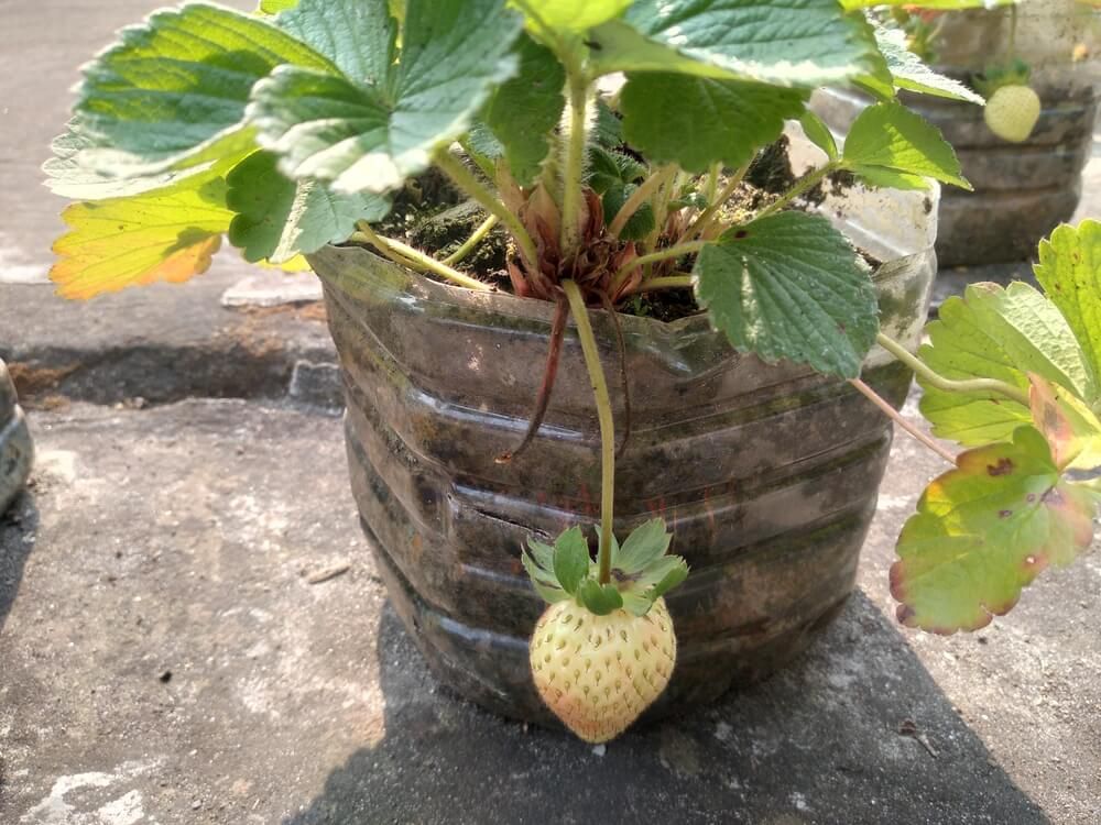 yummy potted pineberries growing in the backyard garden
