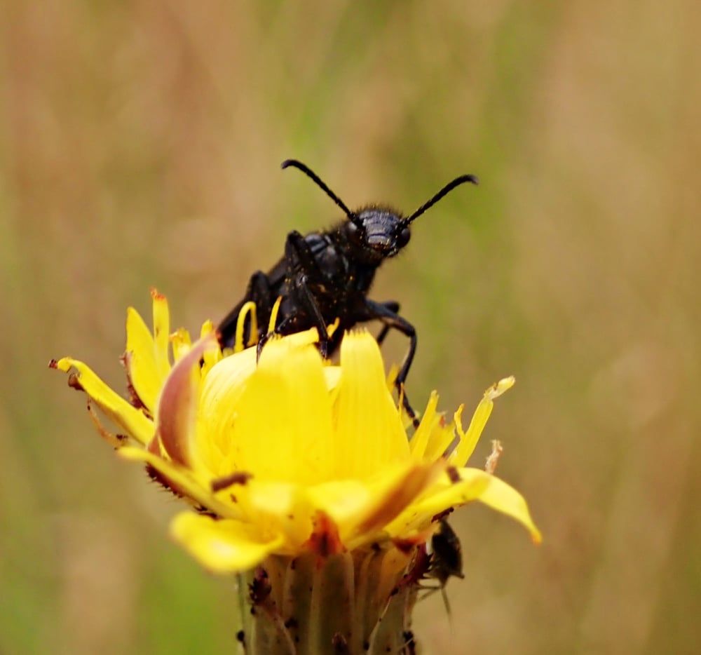 Black Blister Beetle on a Dandelion. Epicauta pennsylvanica