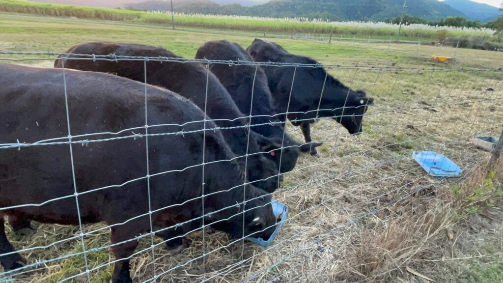 Brangus and Lowline cattle eating hay