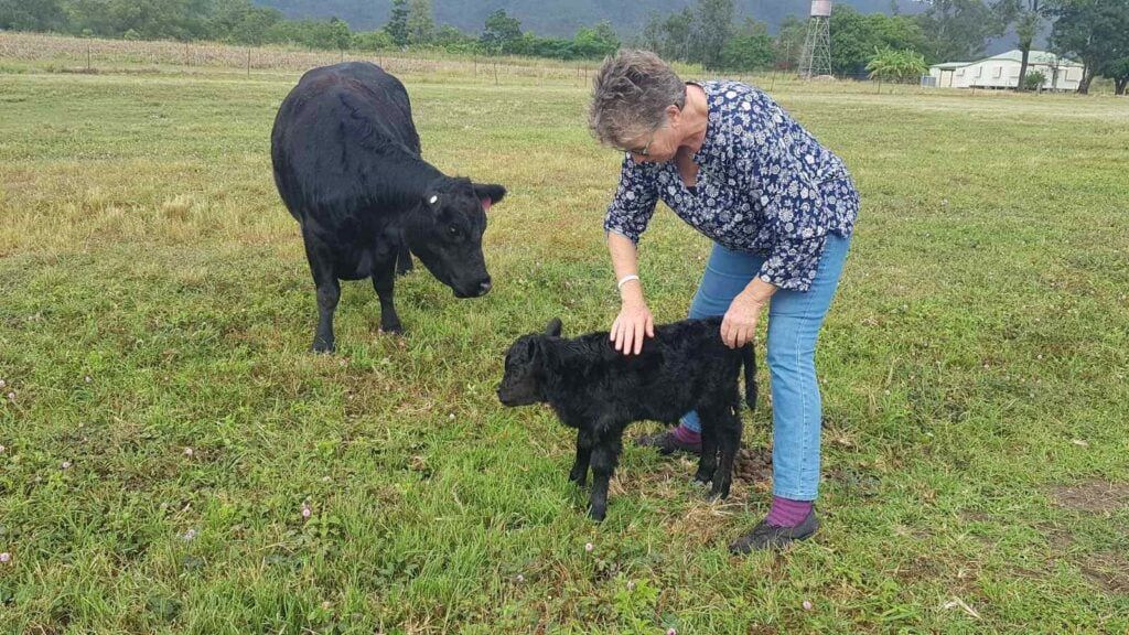 Granny-Sue-patting-Sunny-Lowline-Calf-QT-cow