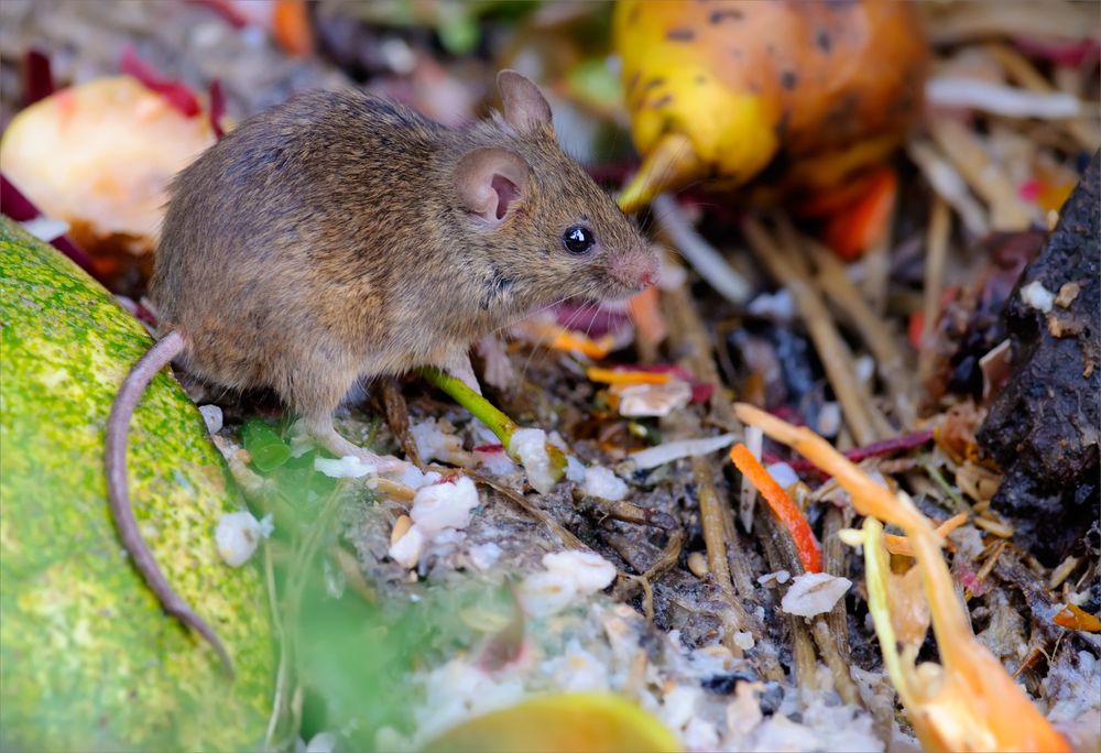 House mouse snacking on a tomato