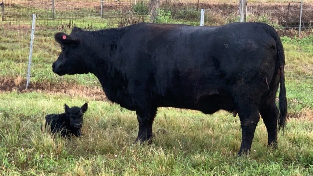 mini anglus lowline cow and calf 