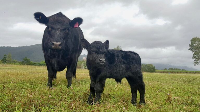 The Ultimate Guide to Lowline Mini Angus Cattle! [Size, Cost, and Pros & Cons!]