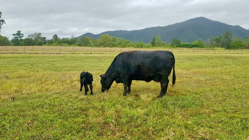 QT-and-Sunny-Australian-Lowline-Heifer-Cow-With-Calf-in-paddock