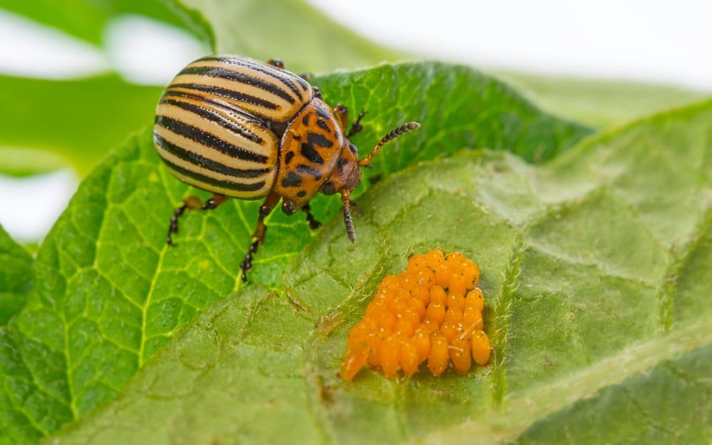 The Colorado potato beetle (Leptinotarsa decemlineata) - pest of potatoes and tomatoes