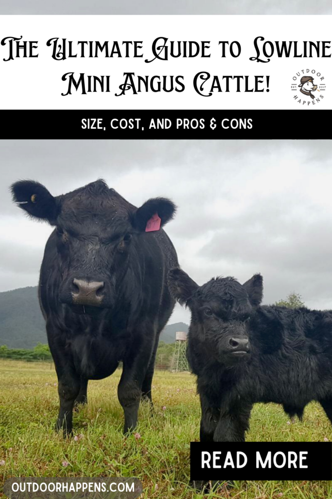The Ultimate Guide to Lowline Mini Angus Cattle!