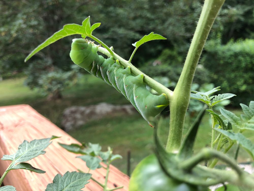 Tomato hornworm eating a tomato plant