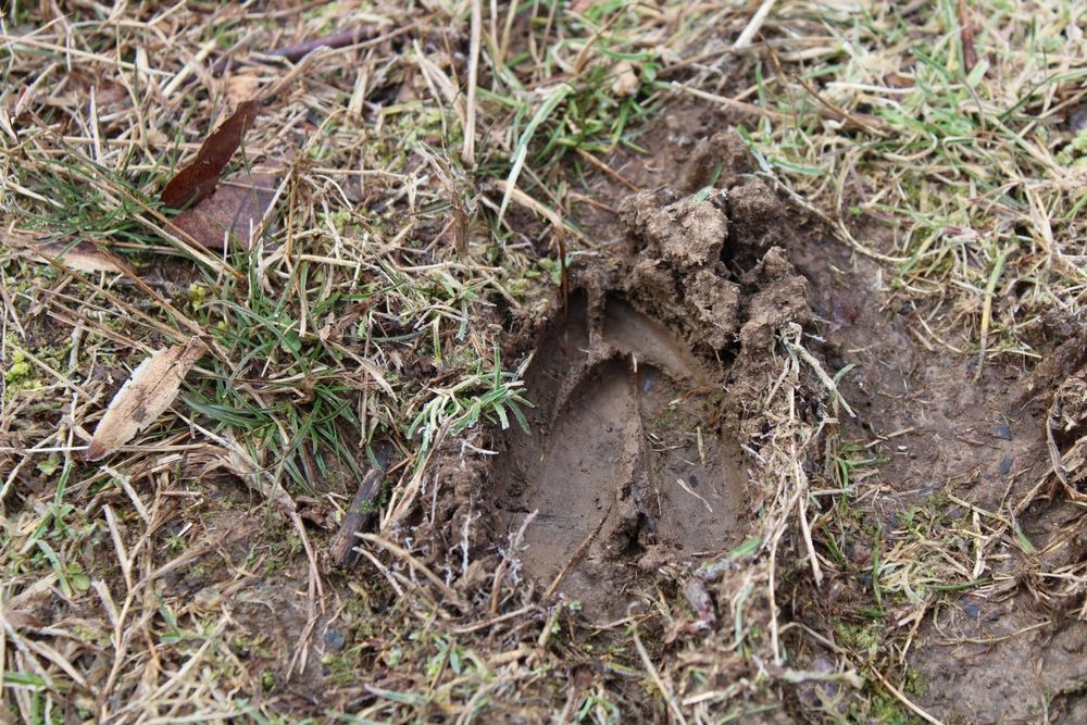 White-tailed deer tracks in the muddy grass