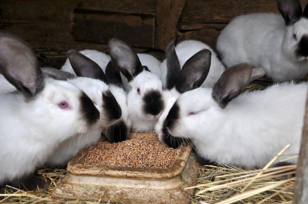 A group of hungry California rabbits gathers for lunch inside their wooden bunny hutch.