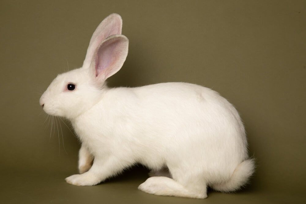 A lovely studio photo depicting a fluffy mixed American White rabbit.