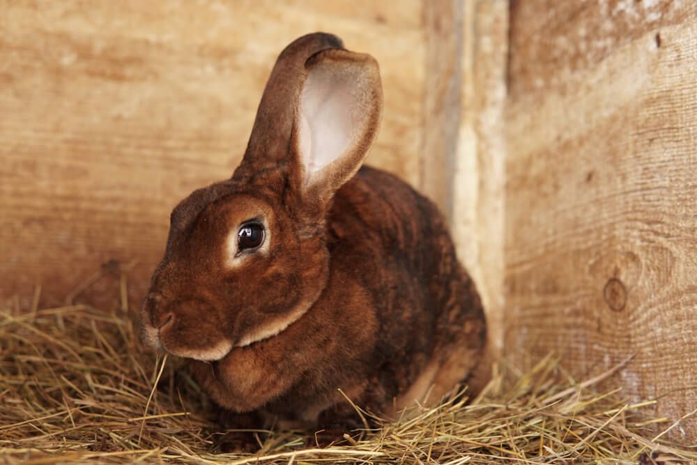 Adorable brown Rex rabbit inside a rustic farmyard setting.