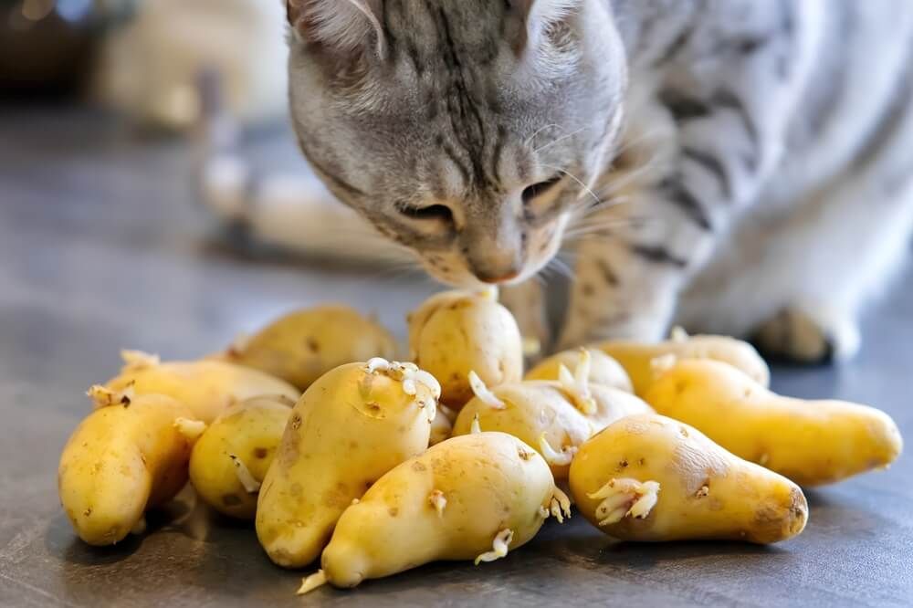 cat investigating several garden potatoes ready for planting
