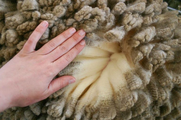 How Much Wool Does a Sheep Produce? | Fleece Weight + Yearly Yield