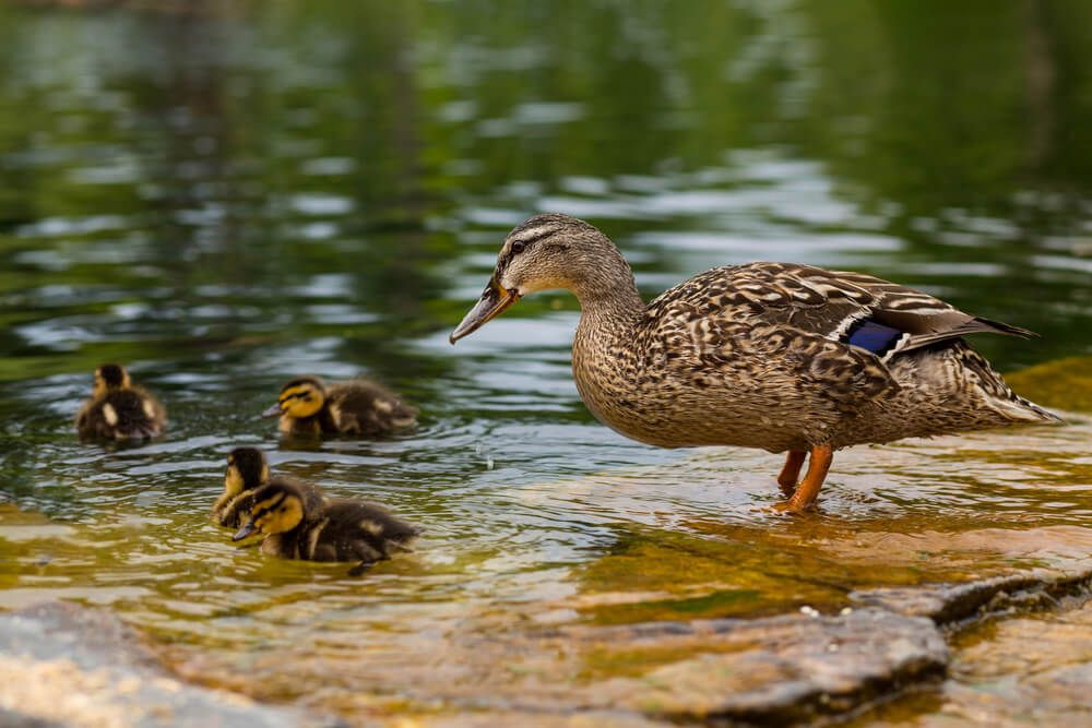 female mallard duck watching over her small baby duckling flock