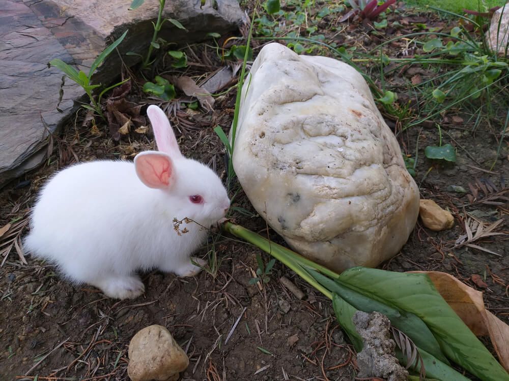 Florida White rabbit enjoying a treat from the food forest garden.