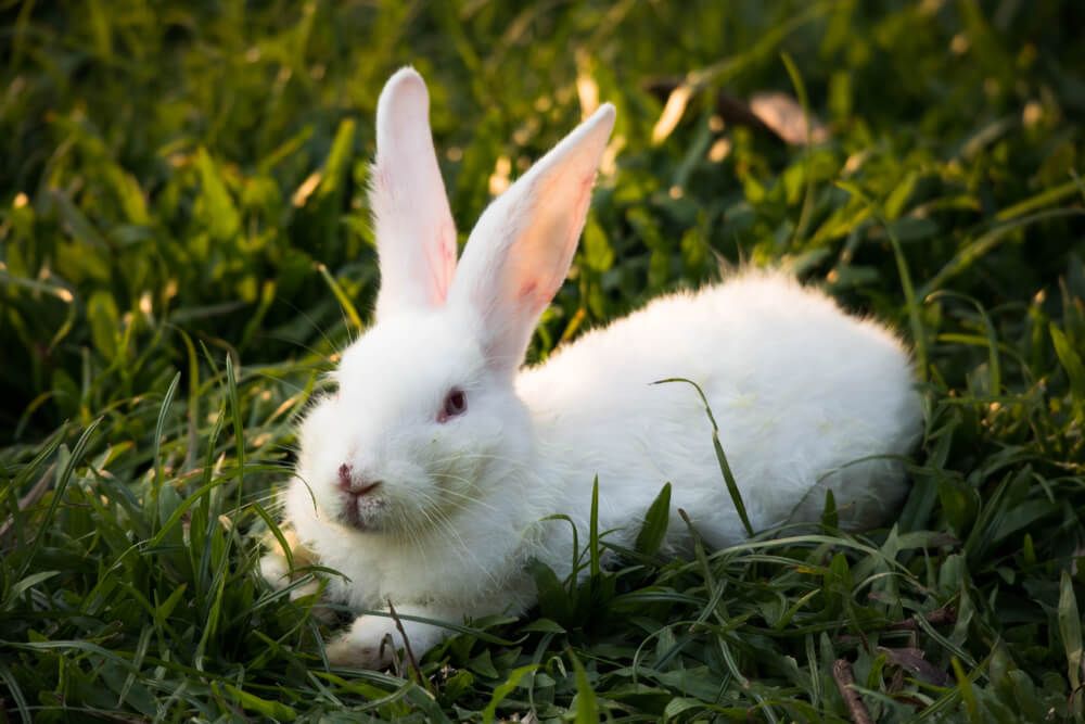 Fluffy New Zealand White rabbit relaxing and lounging in the green grass.