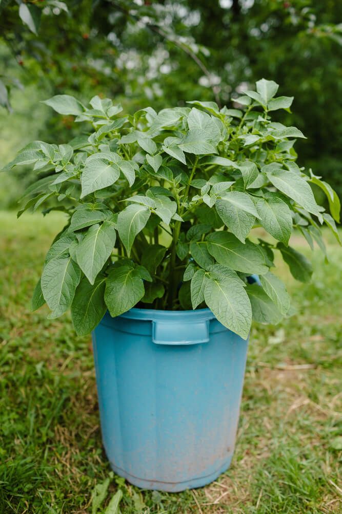 growing fresh backyard potatoes in a small bucket